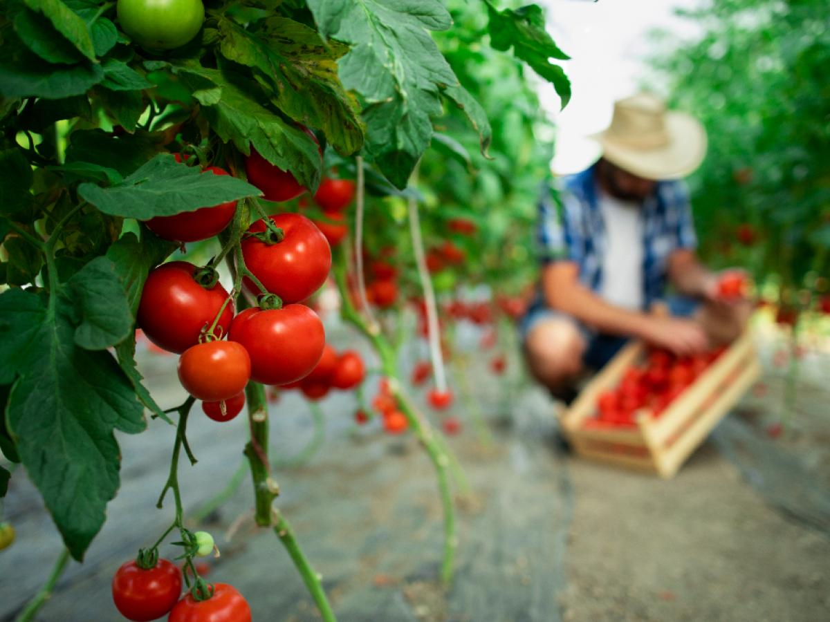 Design for Agriculture Industry