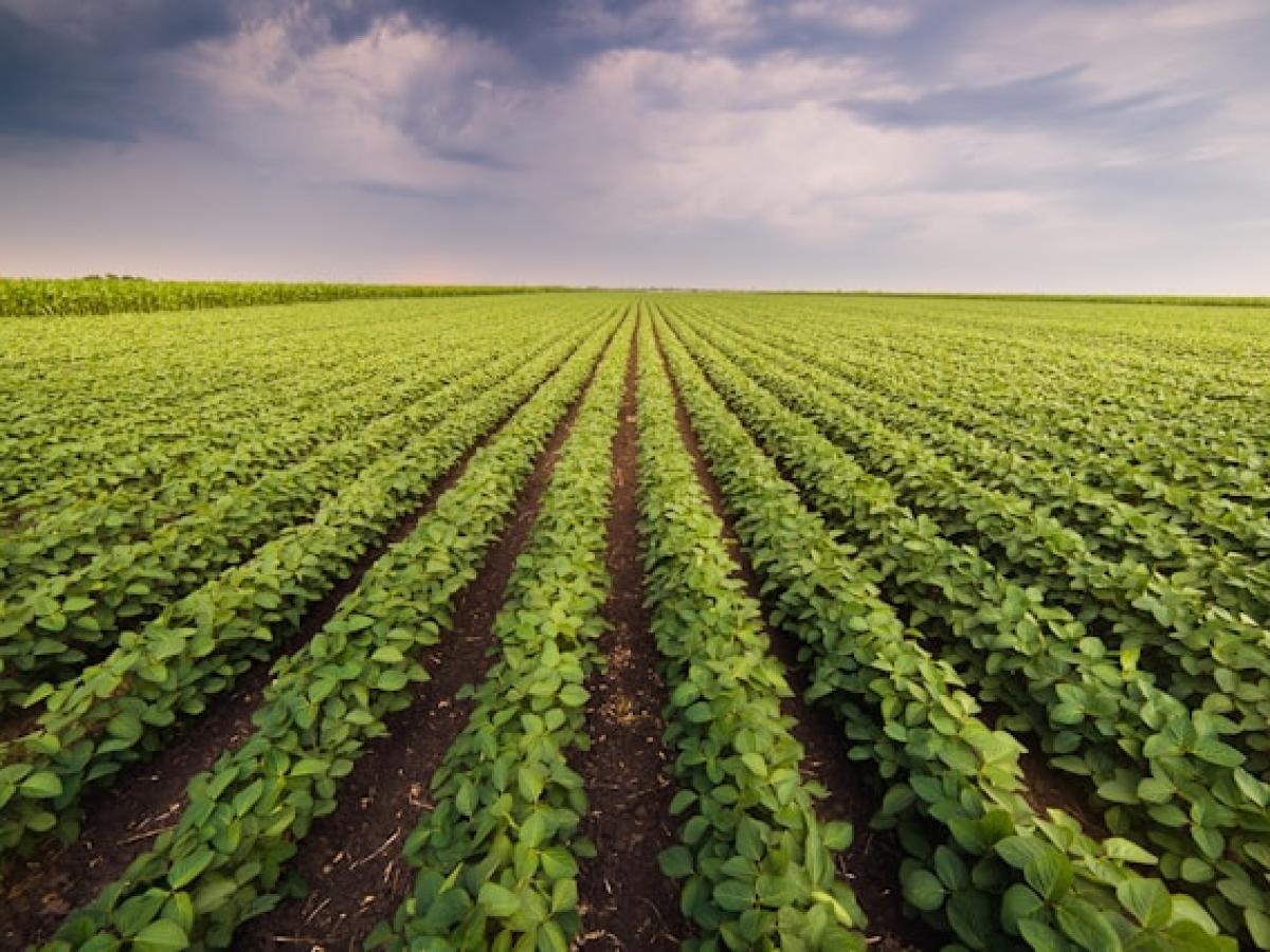 marketing farming